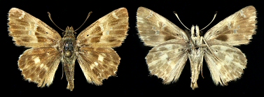 Male, Kresna gorge