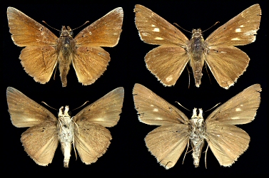 Left: male, right: female, Struma valley
