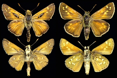 Left: male, Stara Planina Mts., right: female, Rila Mts.