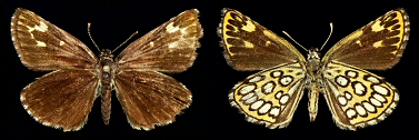 Female, S Black Sea coast