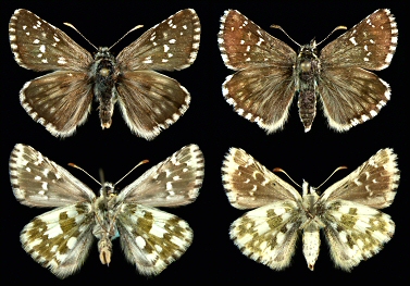 Left: male, Rila Mts., right: female, Pirin Mts.