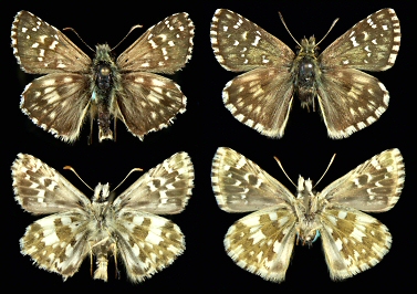 Left: male, Kresna gorge, right: female, Rhodopi Mts.