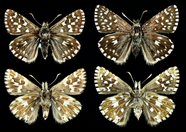 Left: male, right: female, Rhodopi Mts.