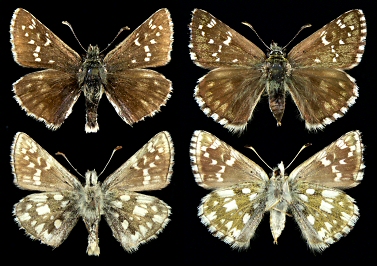 Left: male, right: female, Mt. Alibotush