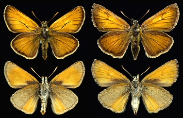 Left: male, right: female, Rhodopi Mts.